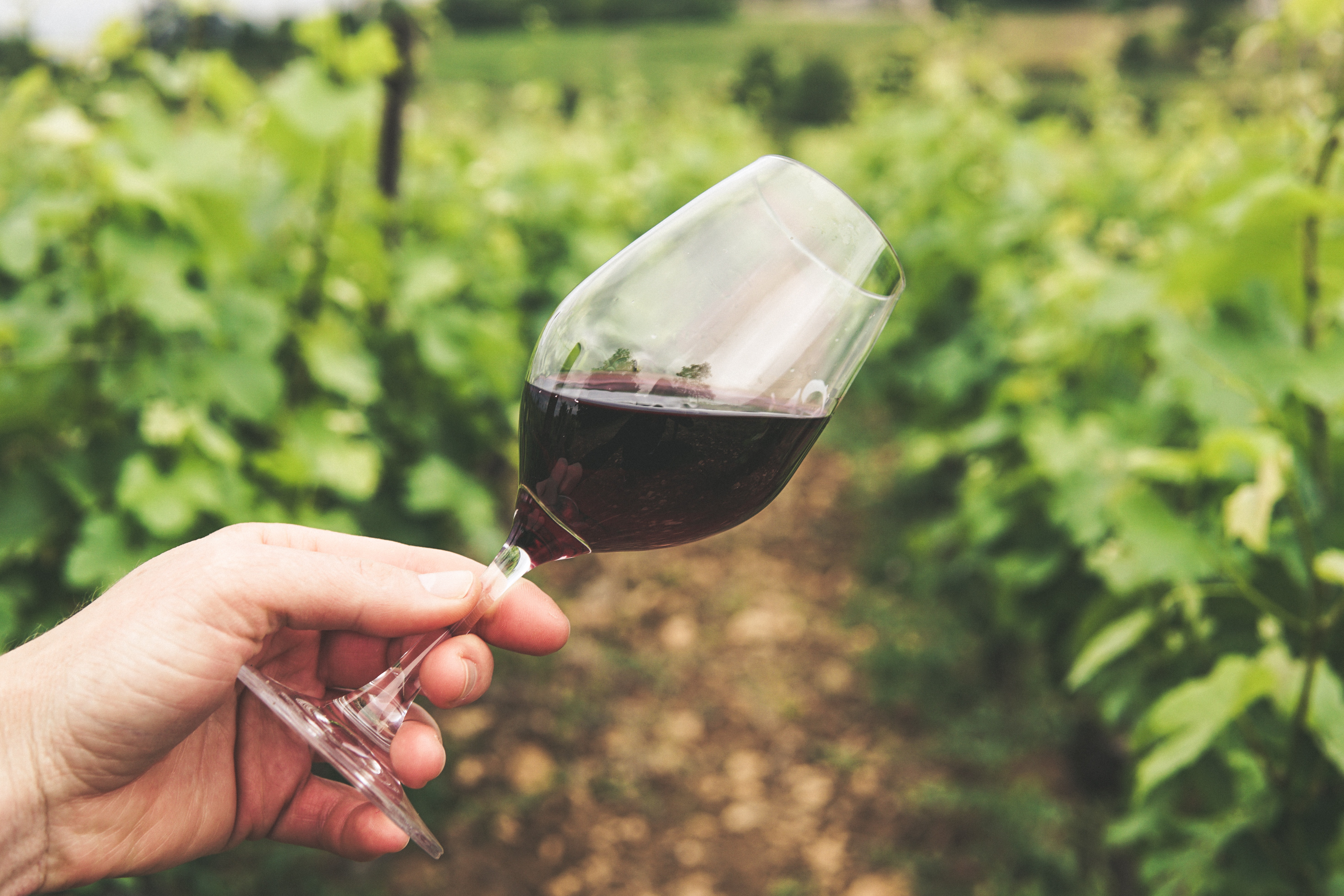nero d'avola
